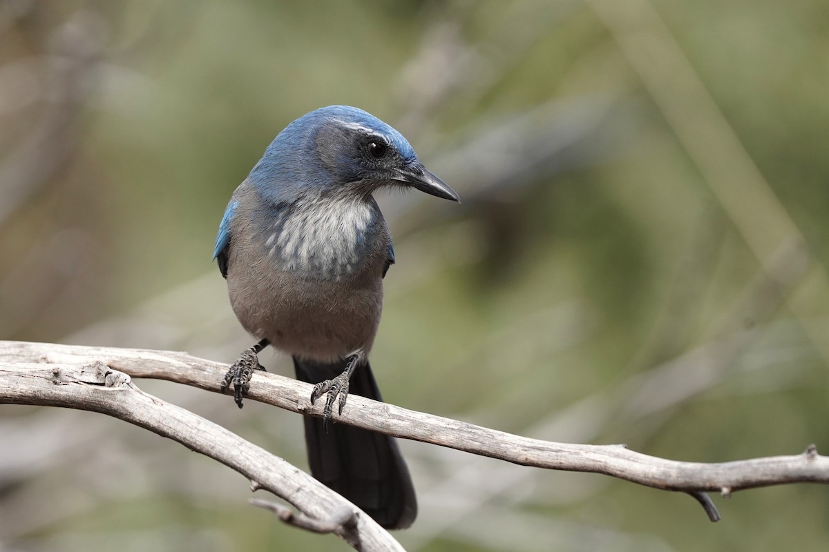 Сойка сонорська - ML647295037