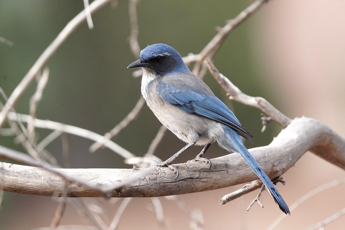 Сойка сонорська - ML647295038