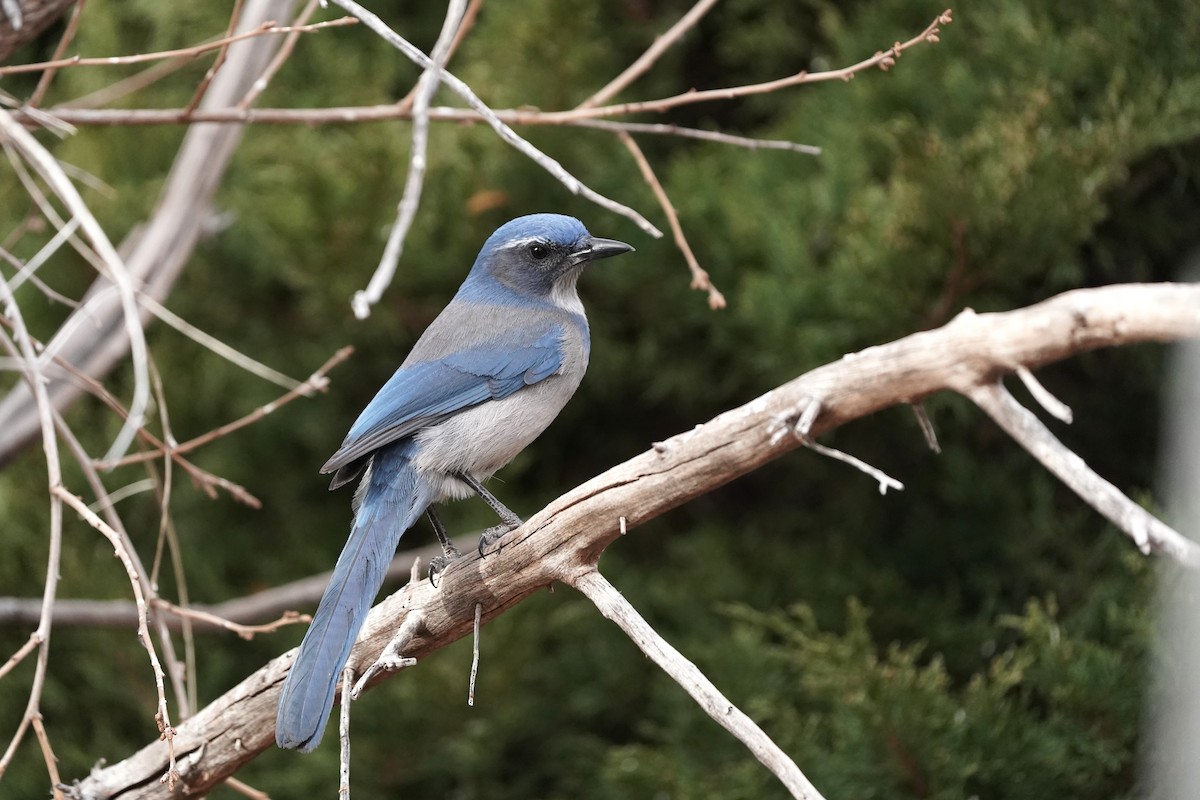 Сойка сонорська - ML647295039