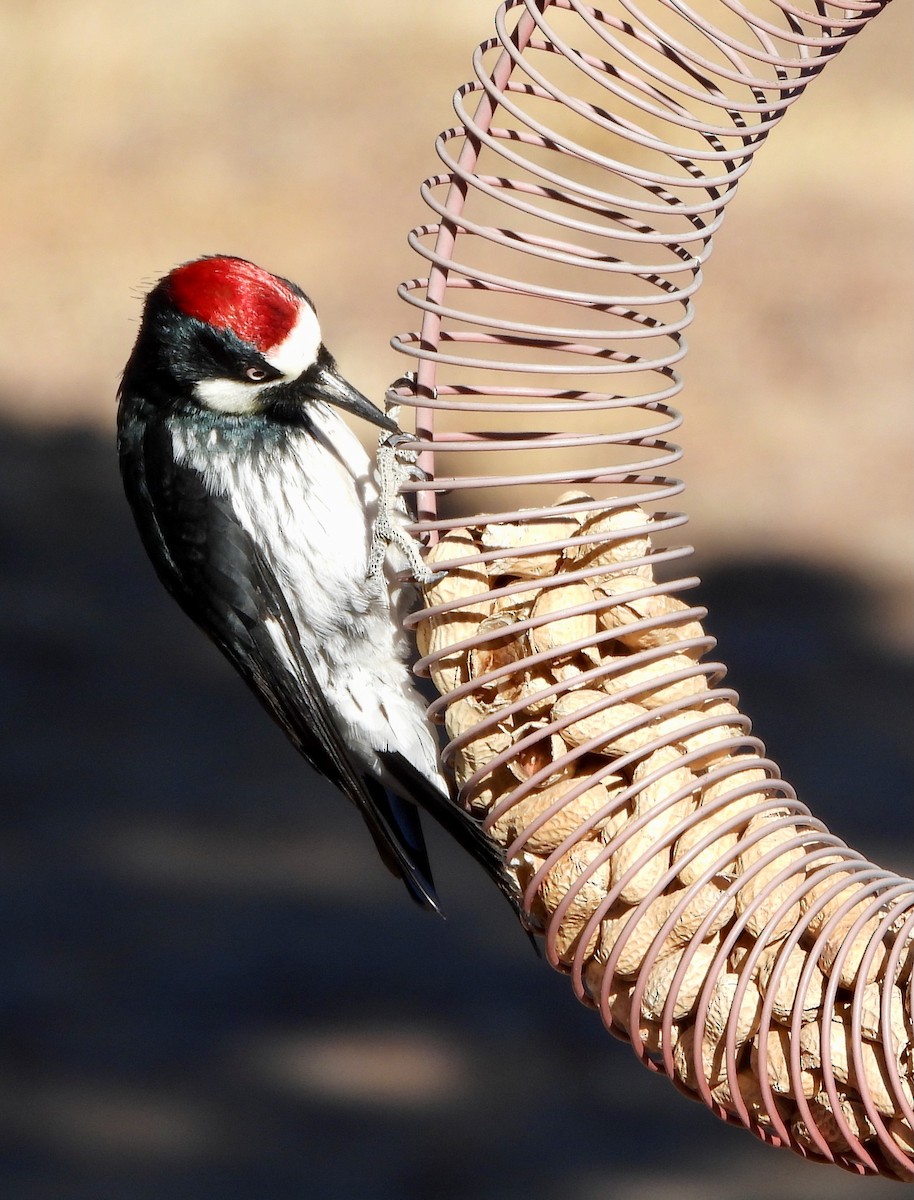 Гіла чорновола - ML647295040