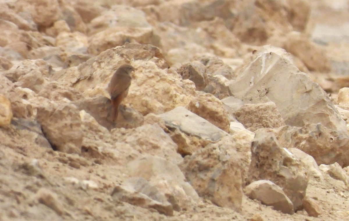 Кропив'янка пустельна - ML647295041