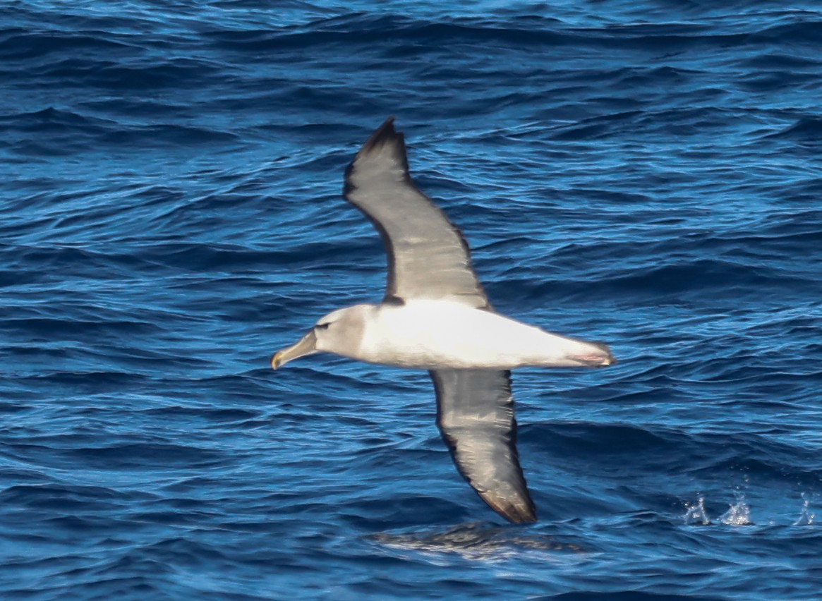 Альбатрос сірощокий - ML647295042