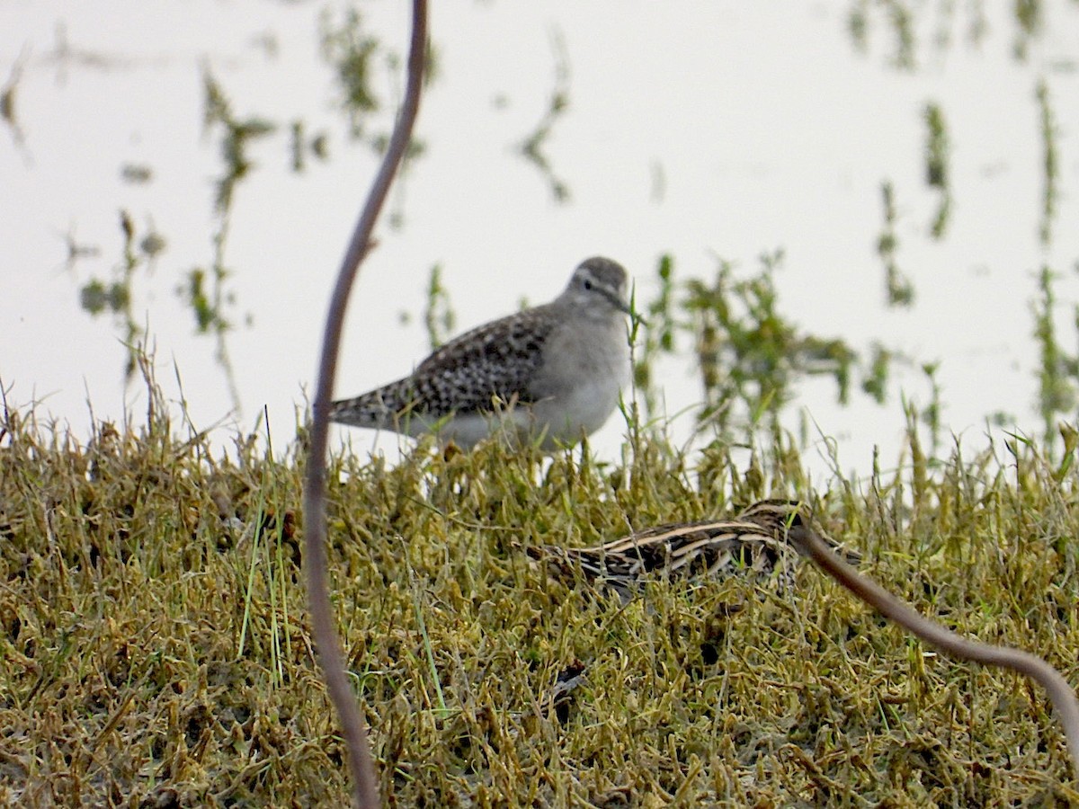 Коловодник болотяний - ML647295044