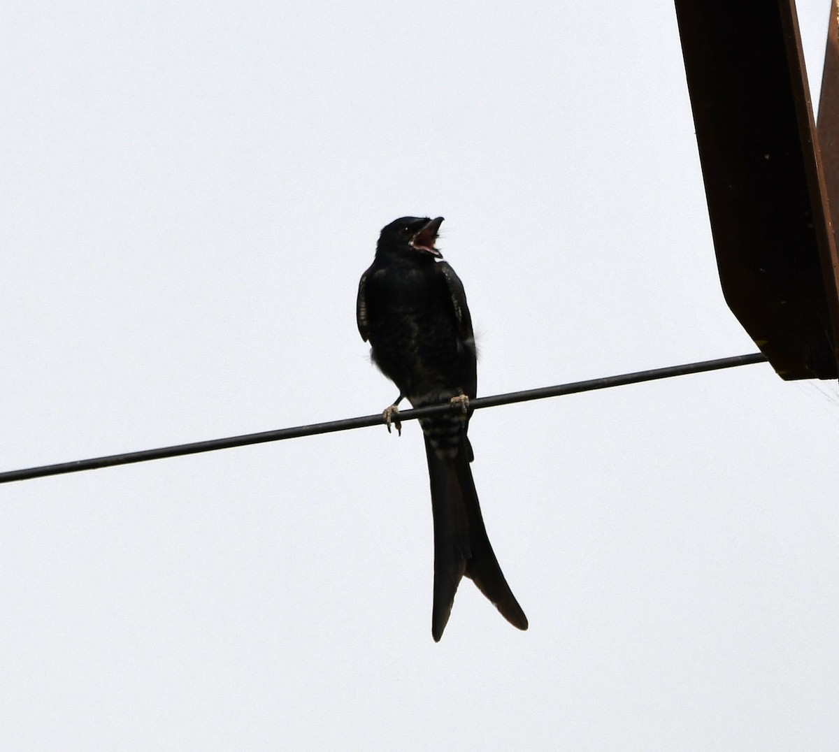 Дронго чорний - ML647295046