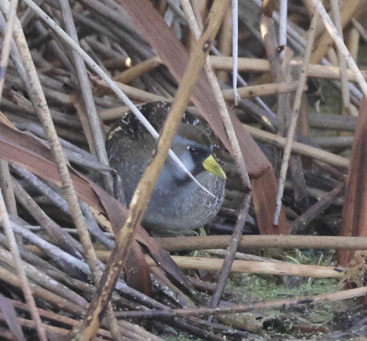 Погонич каролінський - ML647295048