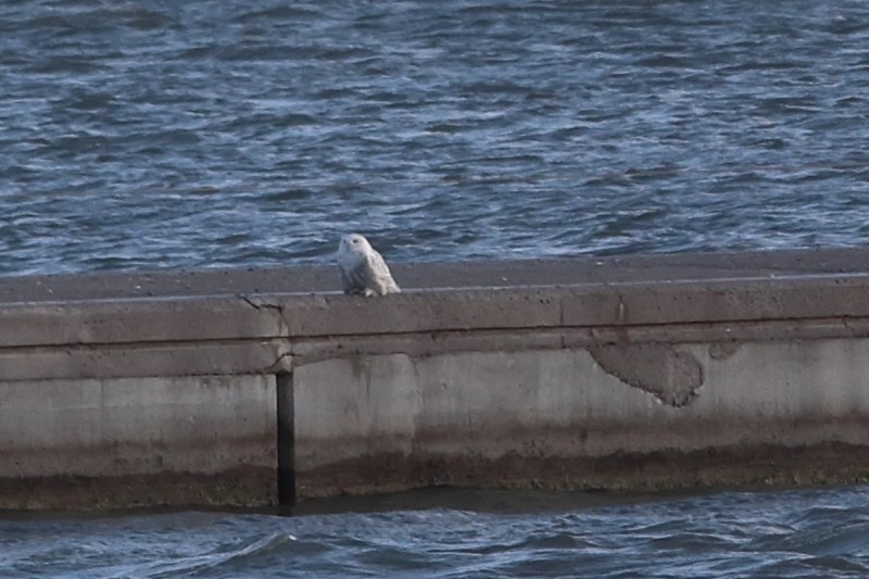 Snowy Owl - ML647295049