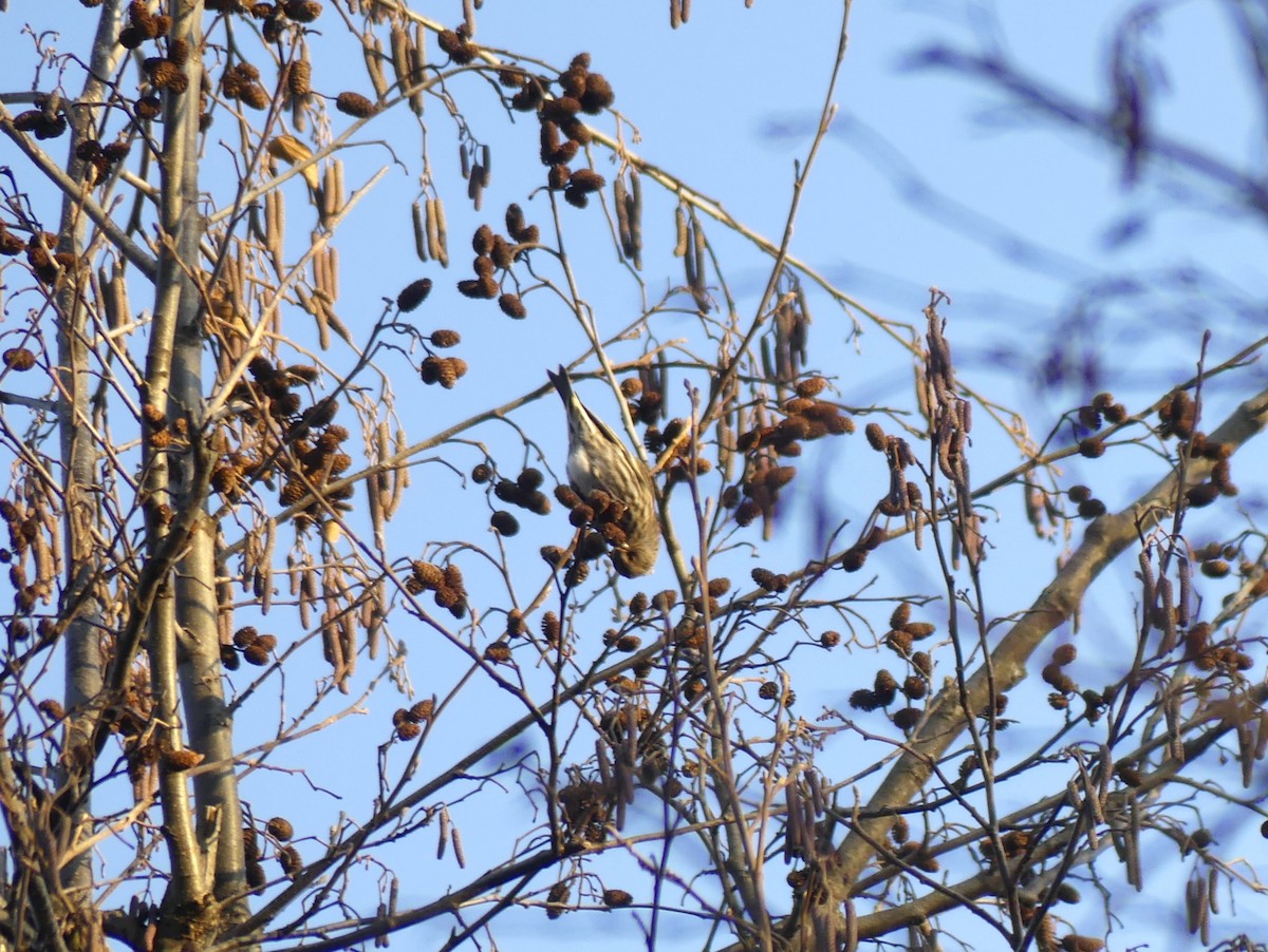 Чиж сосновий - ML647295051