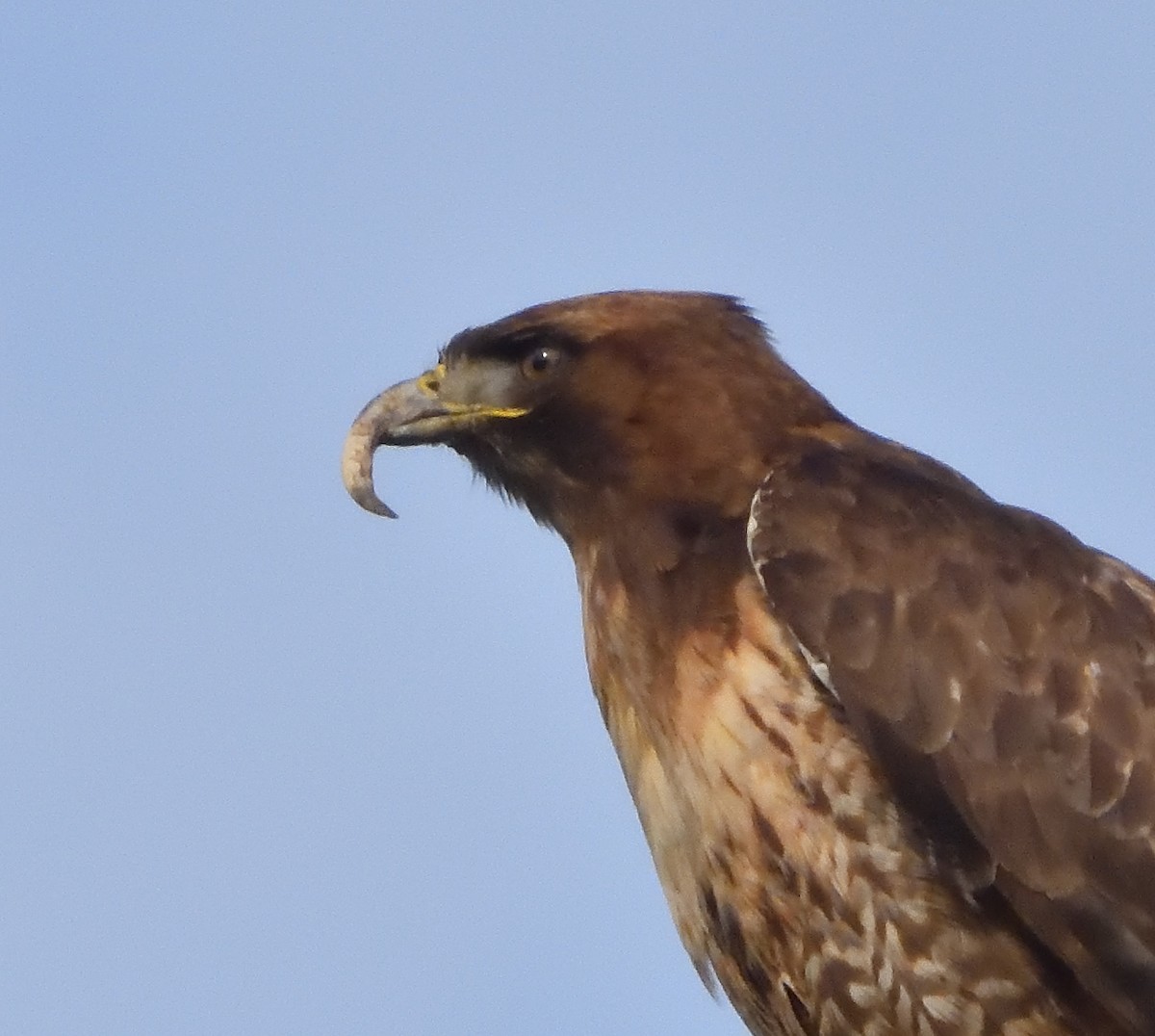 Канюк неоарктичний - ML647295055