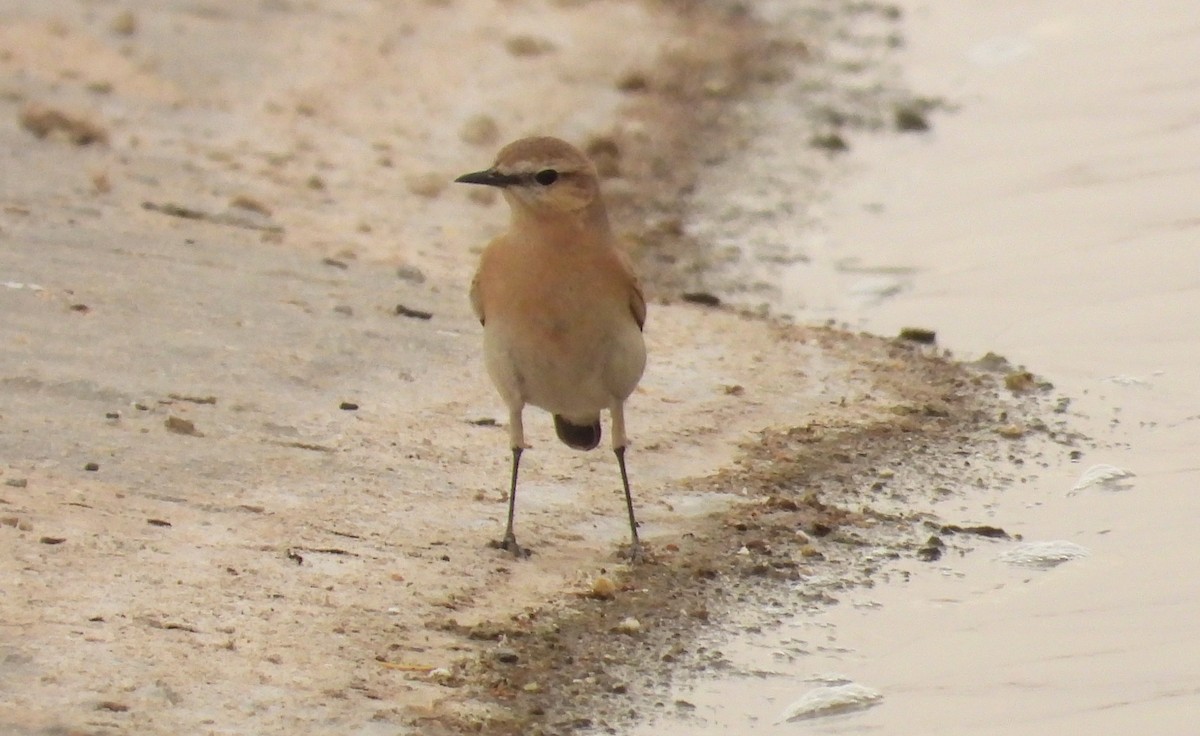 Кам'янка попеляста - ML647295056