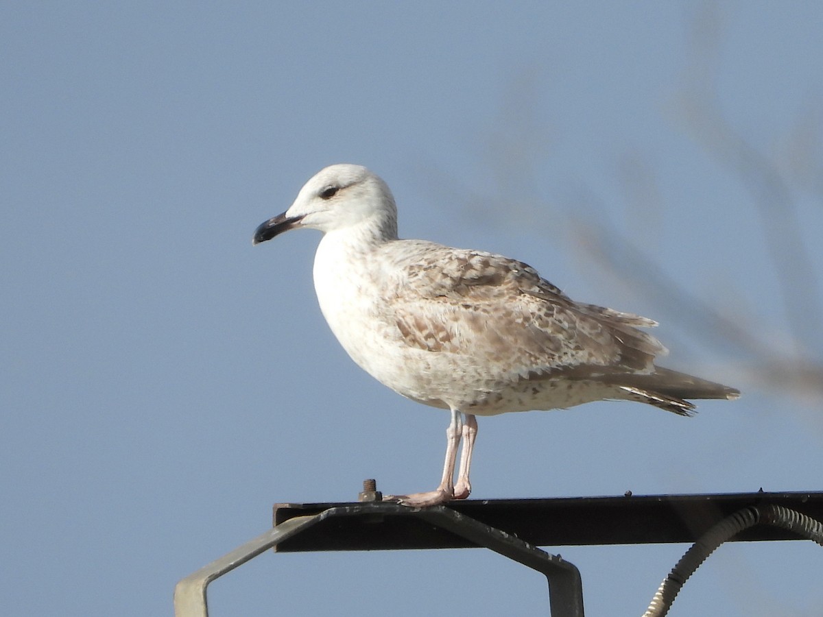 Мартин скельний - ML647295057