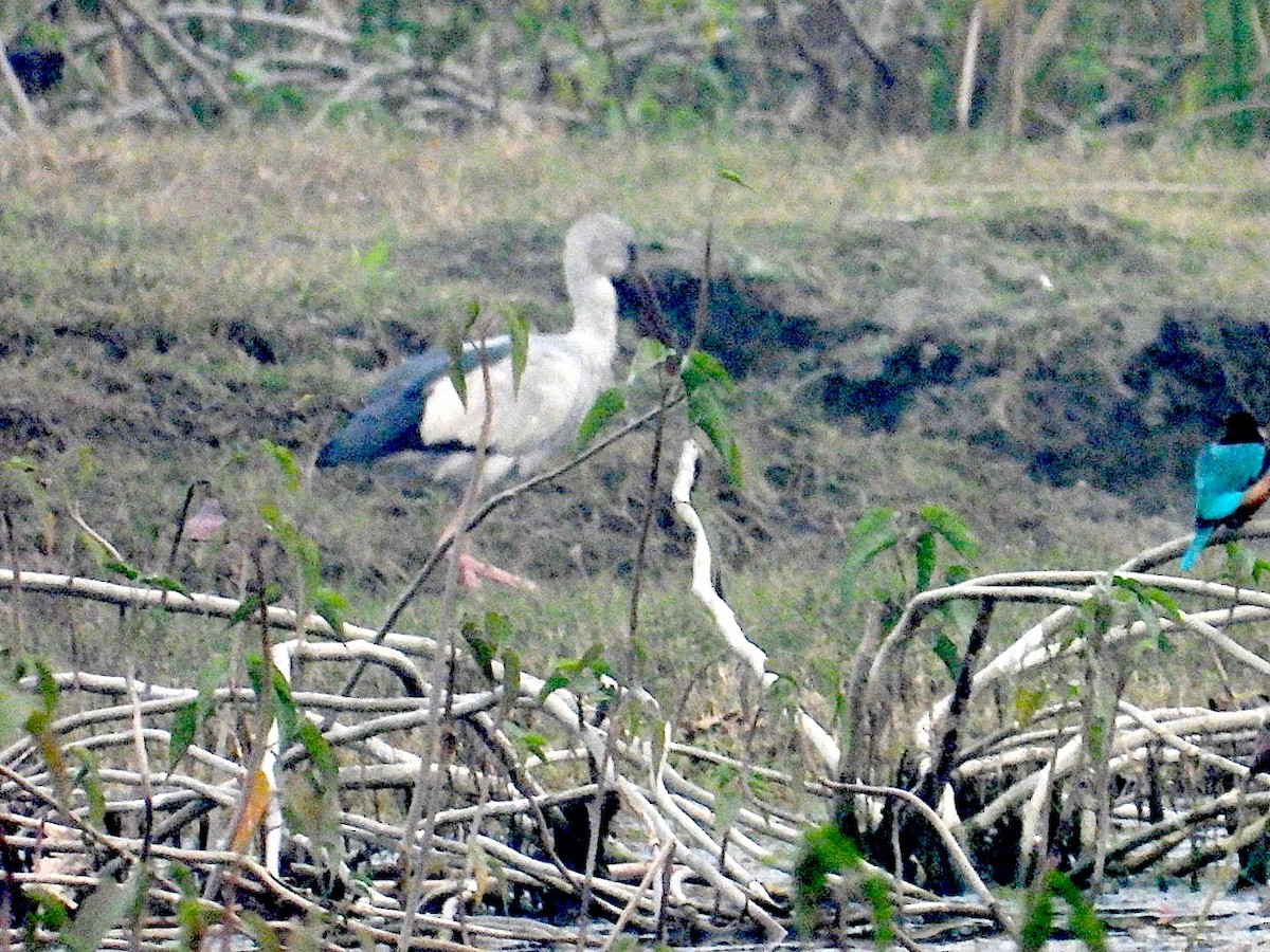 Лелека-молюскоїд індійський - ML647295058