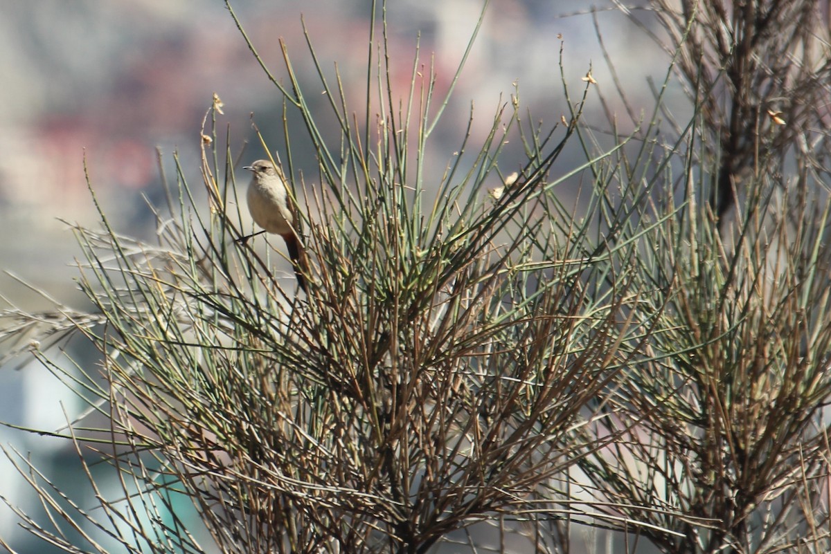 Rusty-vented Canastero - ML647295059