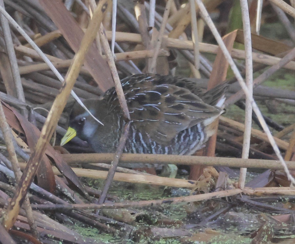 Погонич каролінський - ML647295060