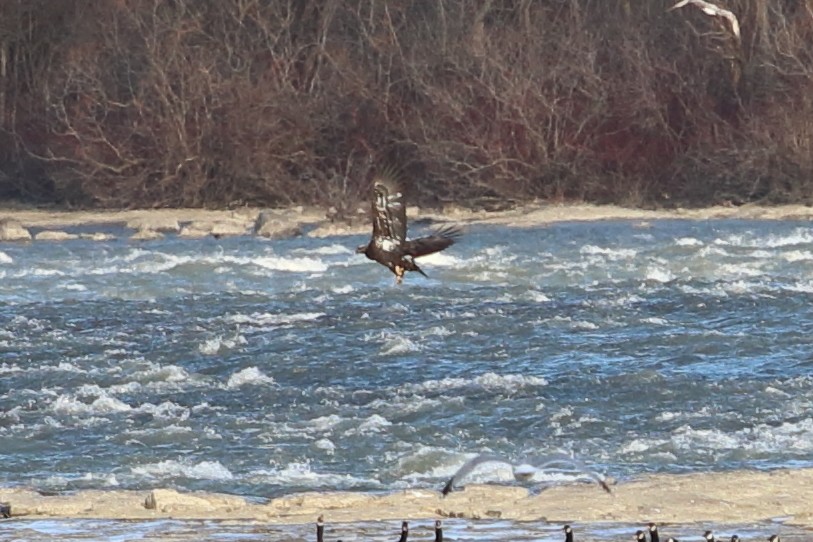 Орлан білоголовий - ML647295061