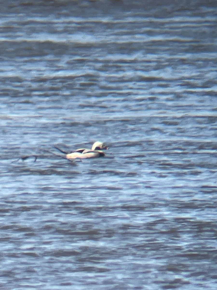 Long-tailed Duck - ML647295062