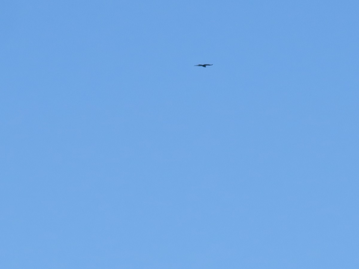 Buteo sp. - ML647295073