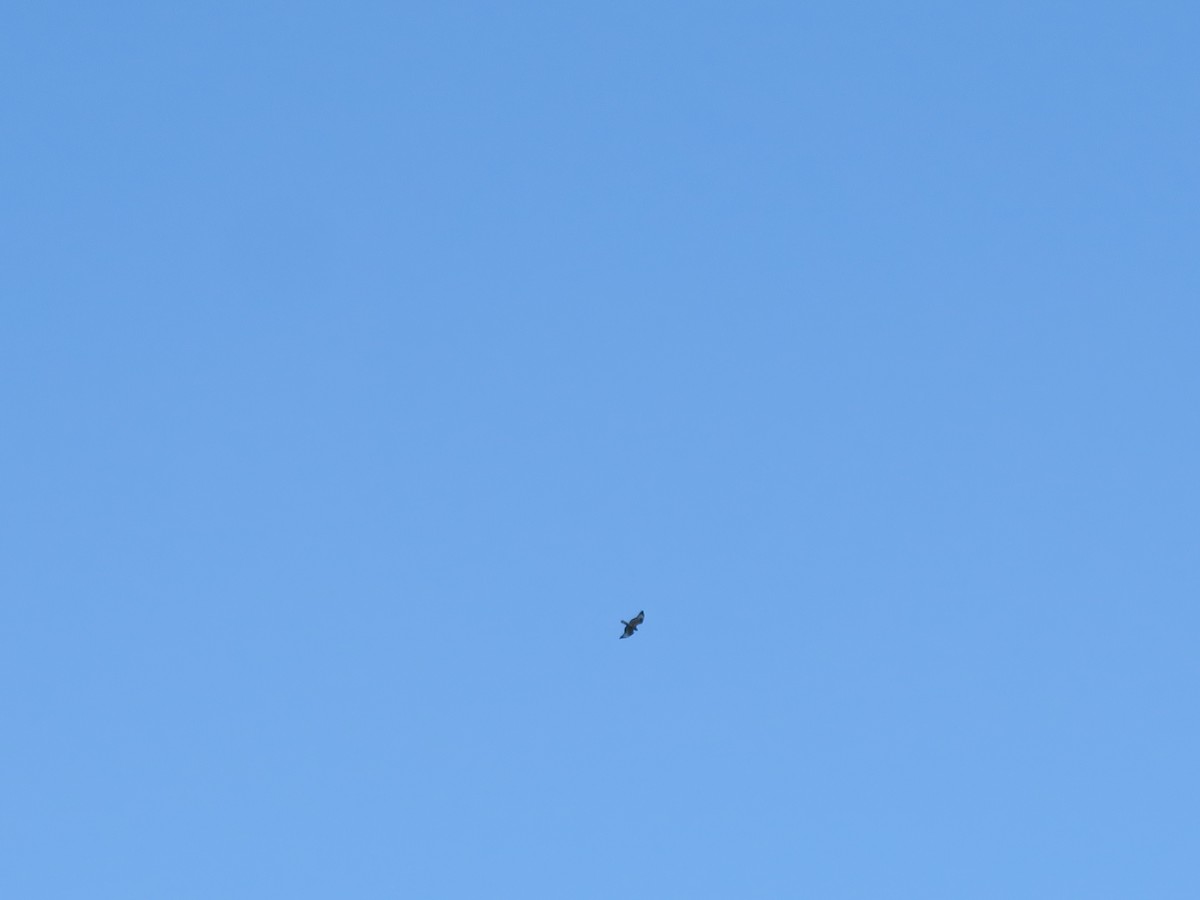 Buteo sp. - ML647295074