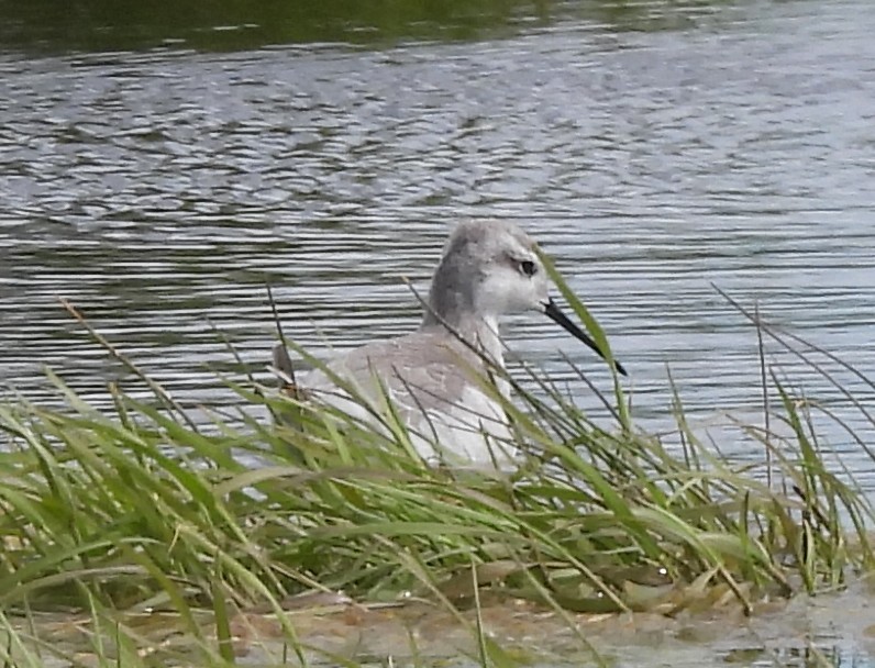 Wilson's Phalarope - ML647295075