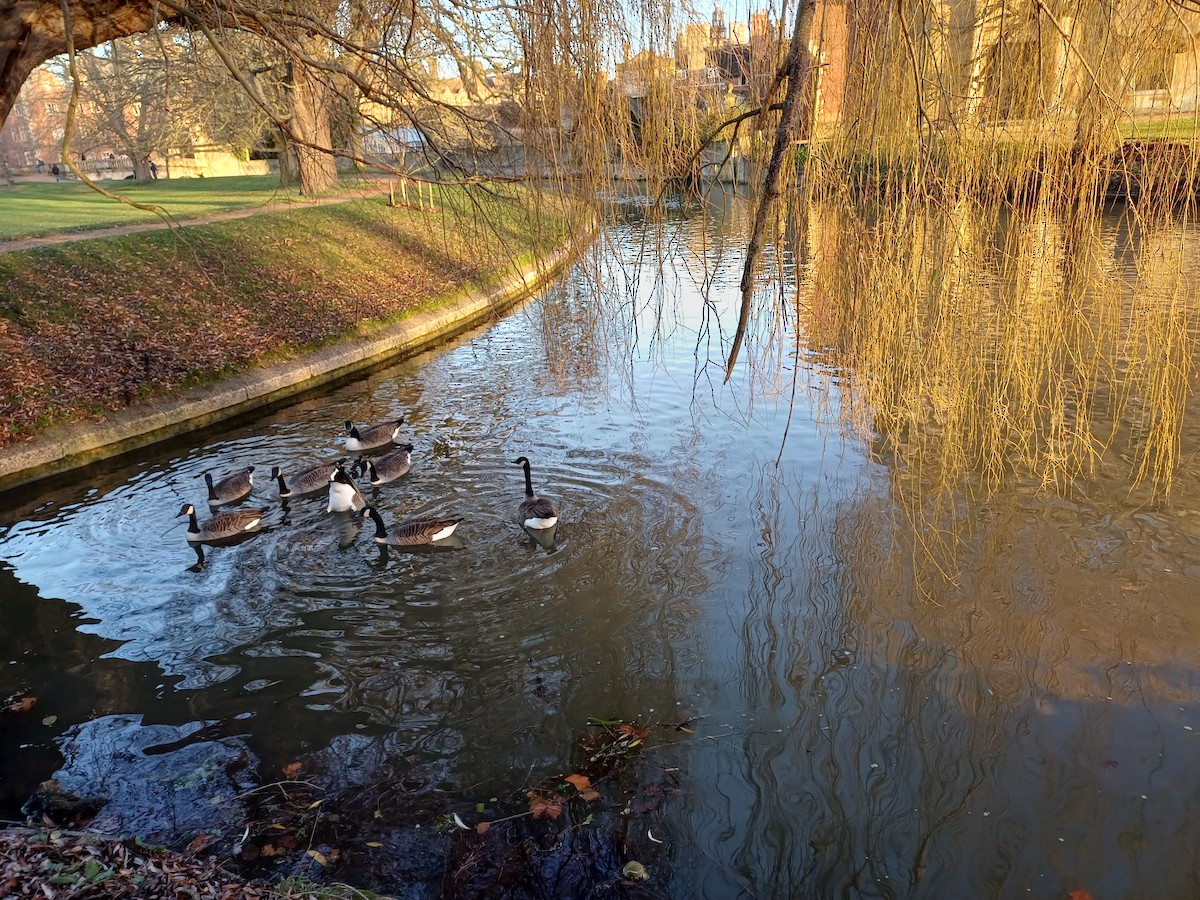 カナダガン - ML647295078