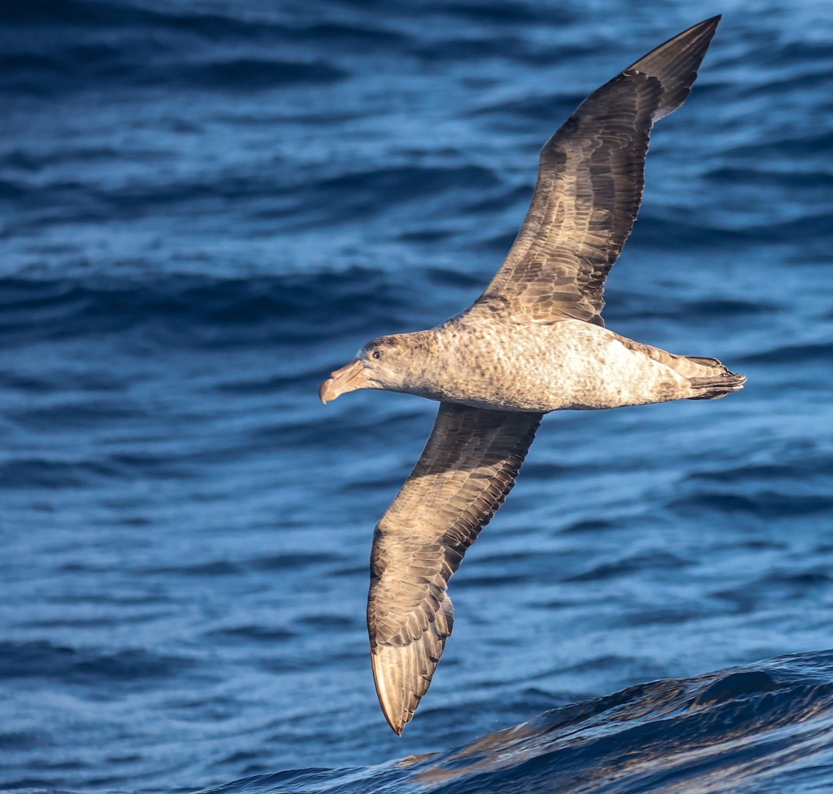 buřňák Hallův - ML647295091