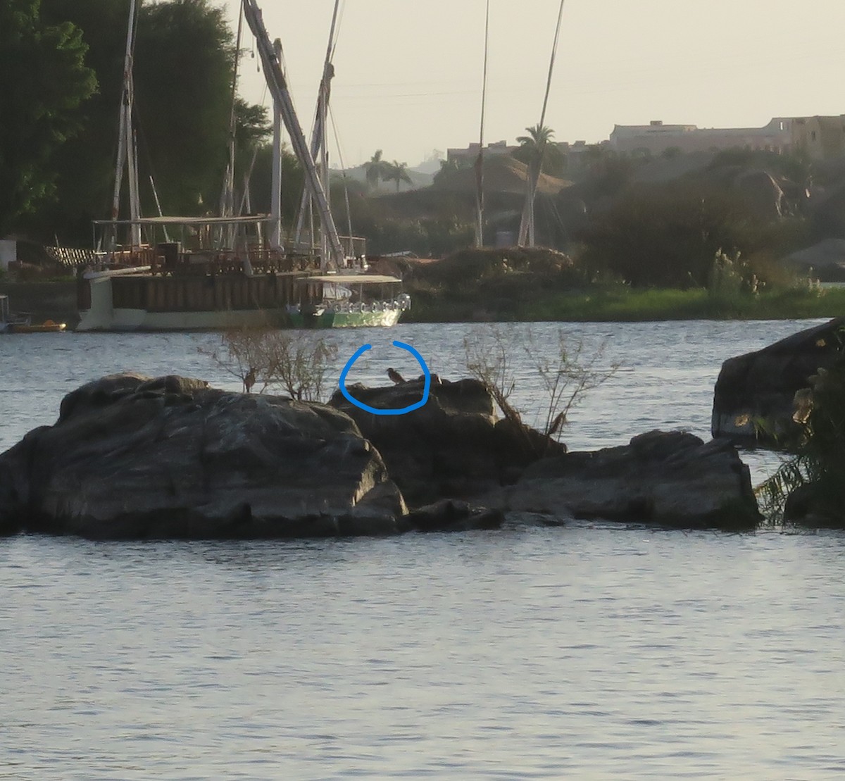 Senegal Thick-knee - ML647295109