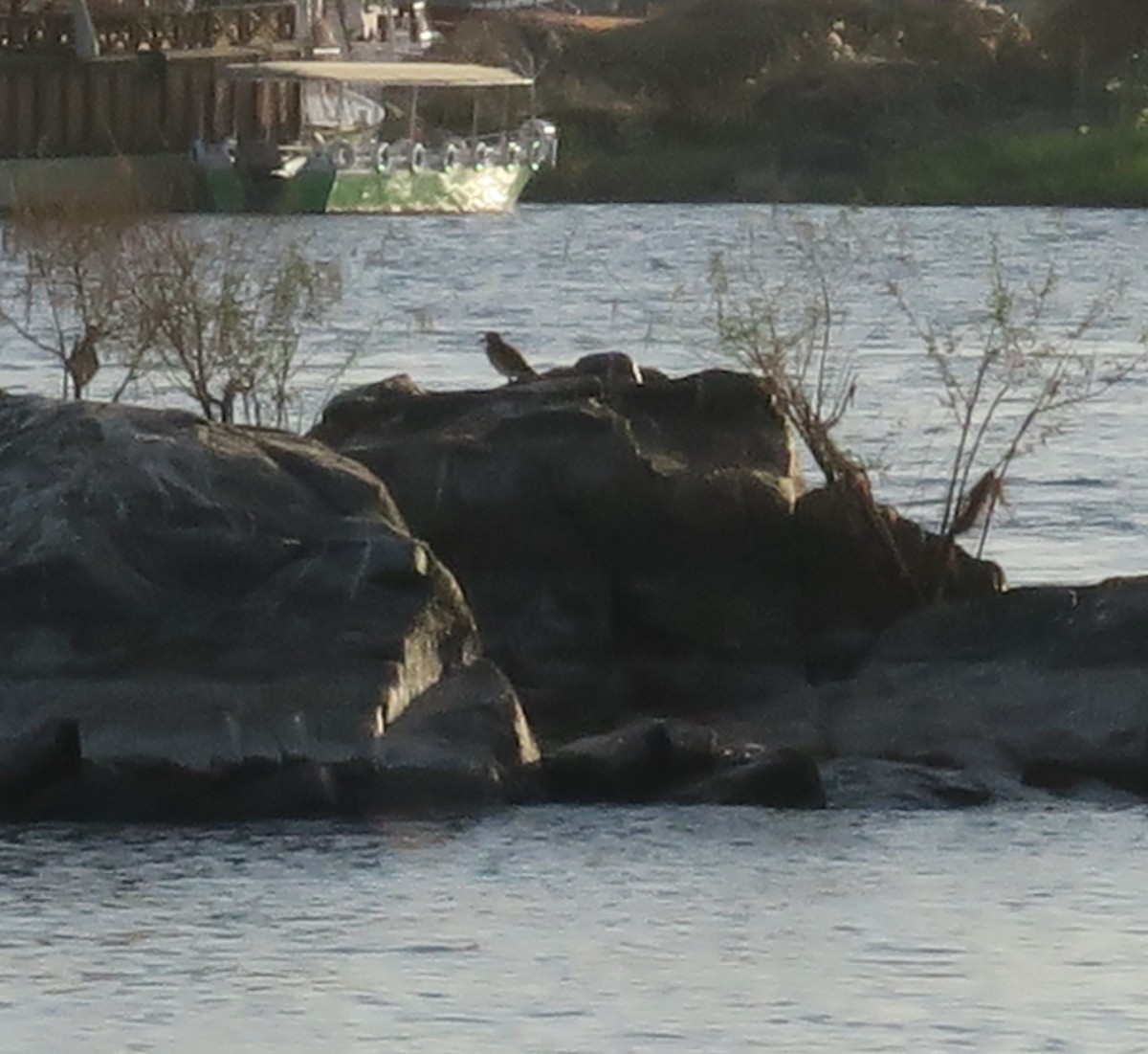 Senegal Thick-knee - ML647295110
