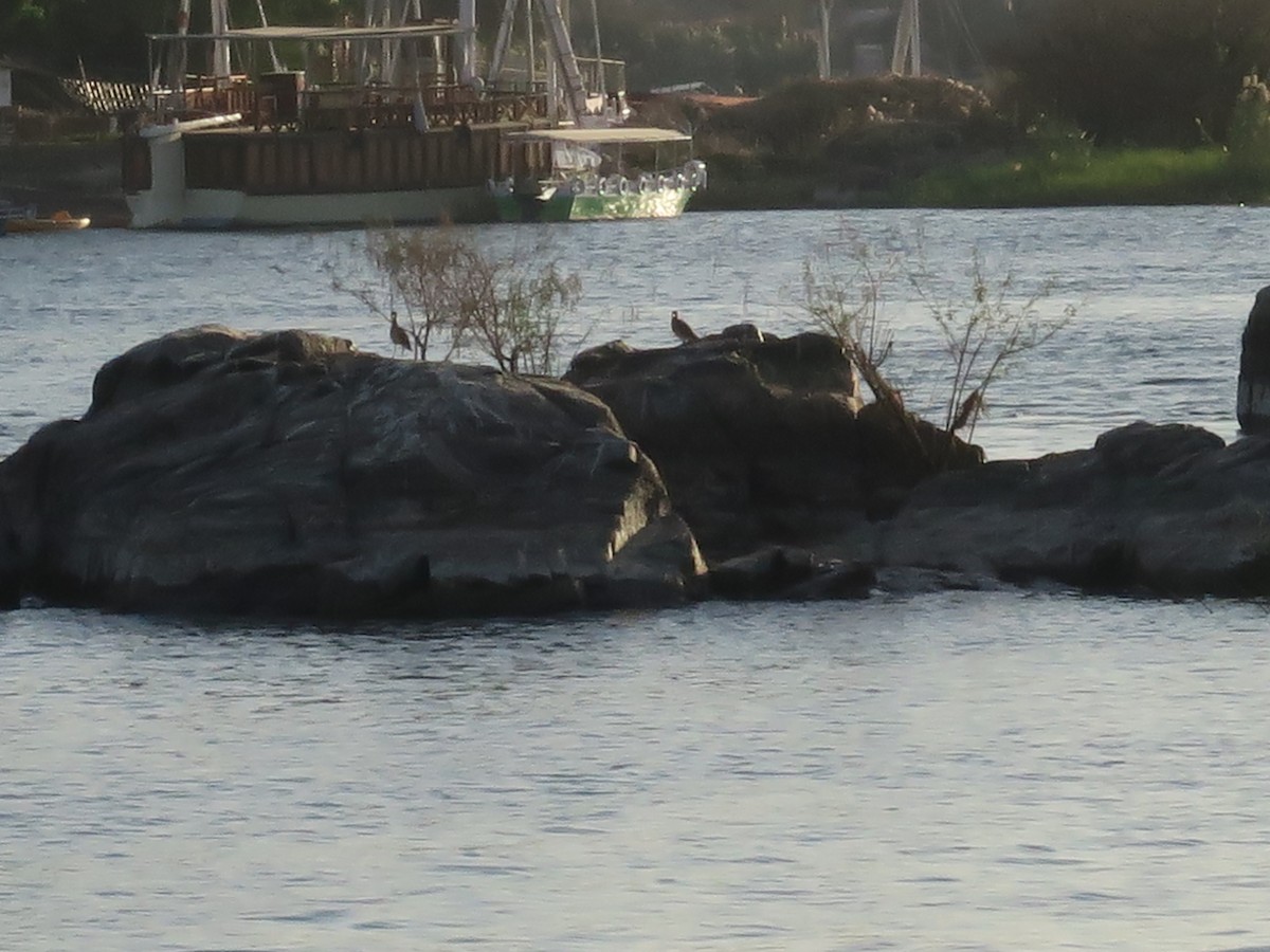 Senegal Thick-knee - ML647295111