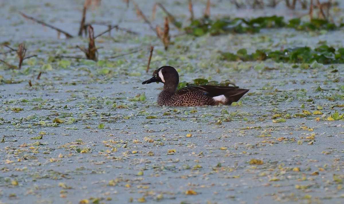 čírka modrokřídlá - ML647295112