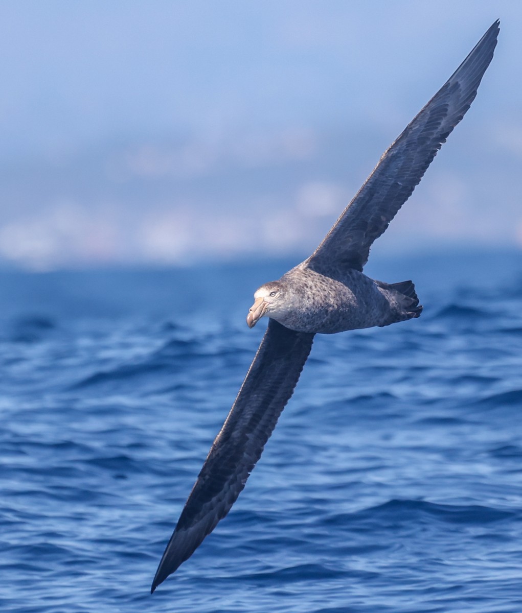 buřňák Hallův - ML647295113