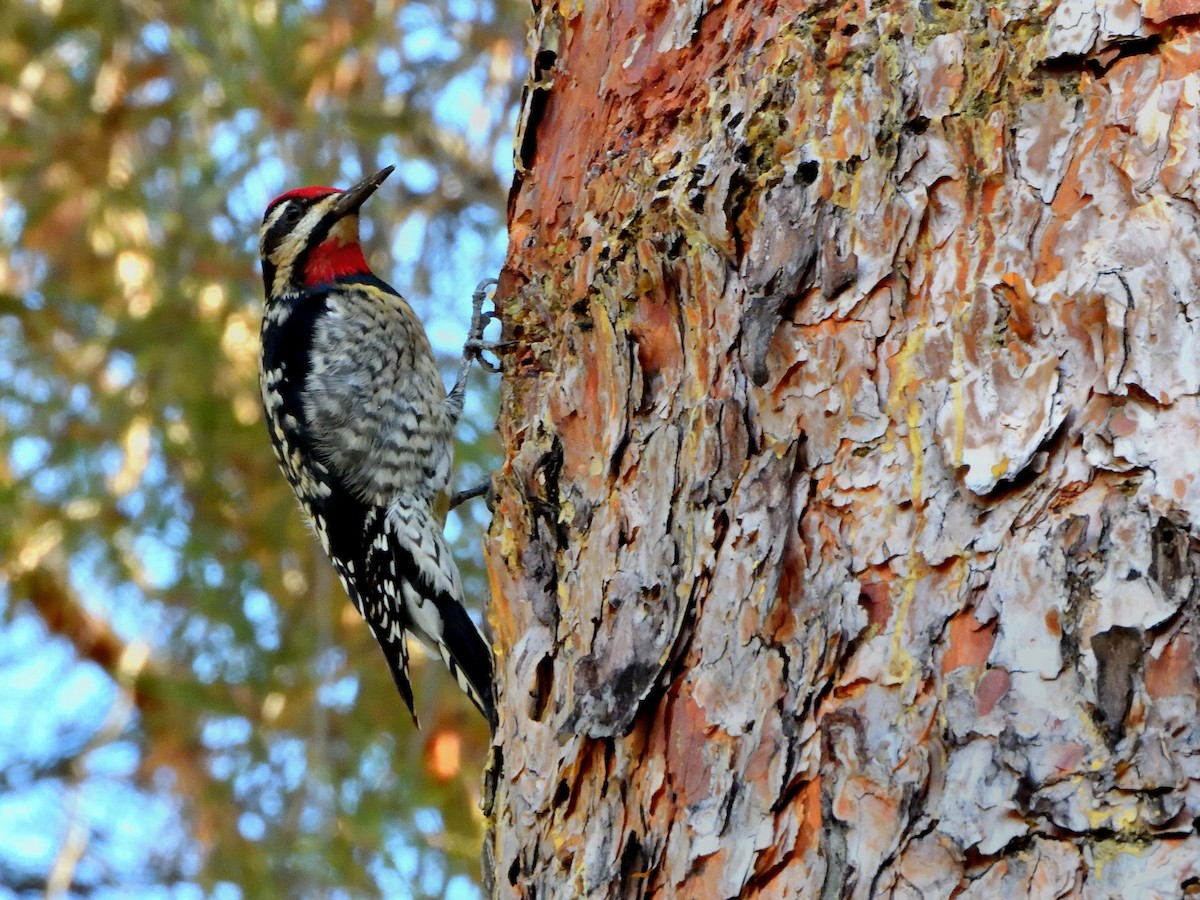 Red-naped Sapsucker - ML647295114