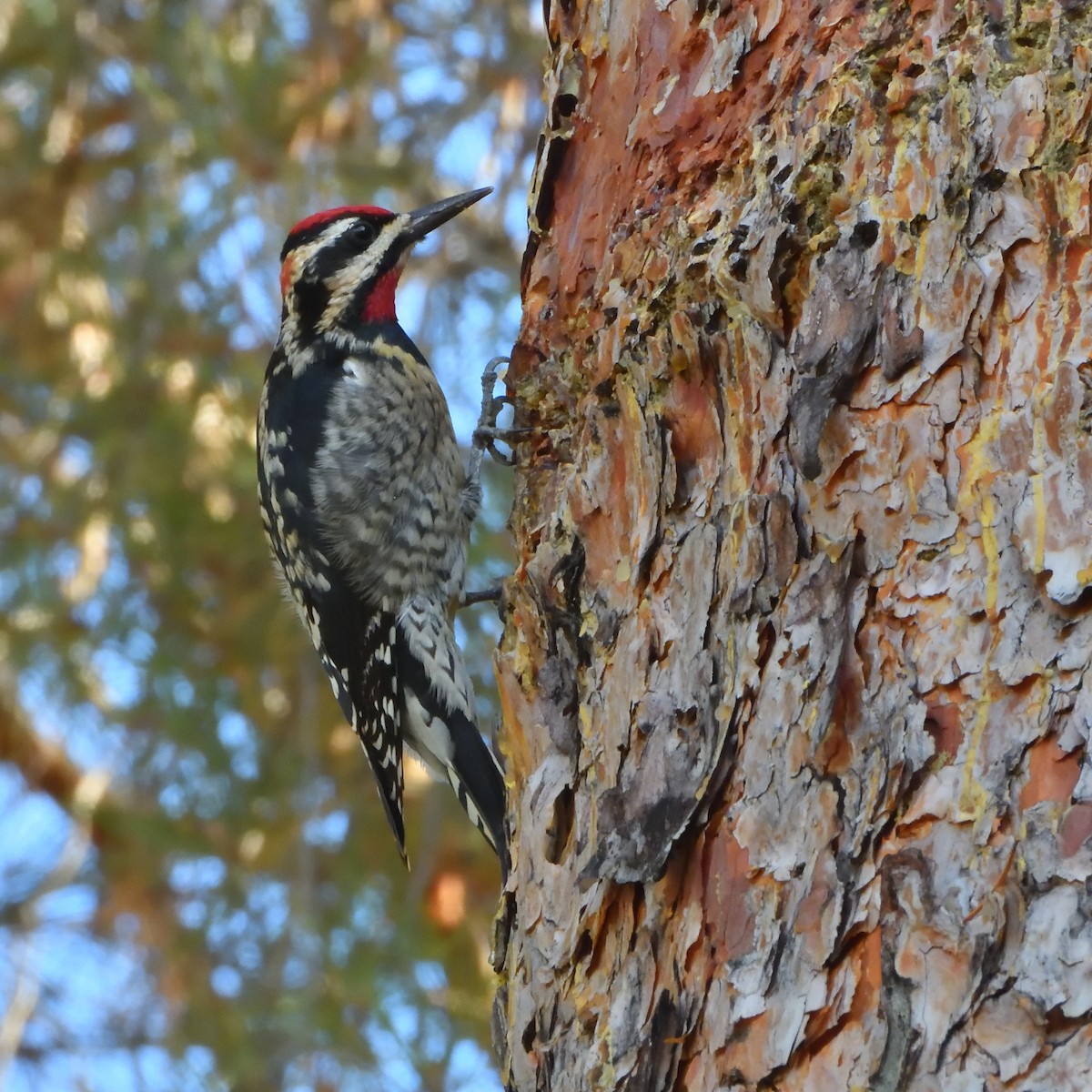 Red-naped Sapsucker - ML647295115