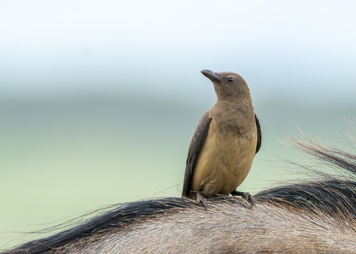 rødnebboksehakker - ML647295120