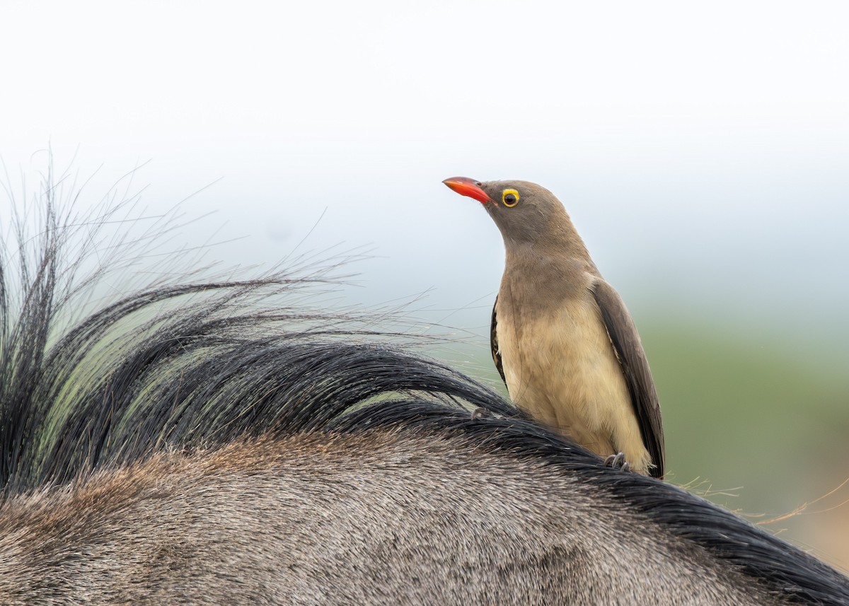 rødnebboksehakker - ML647295121