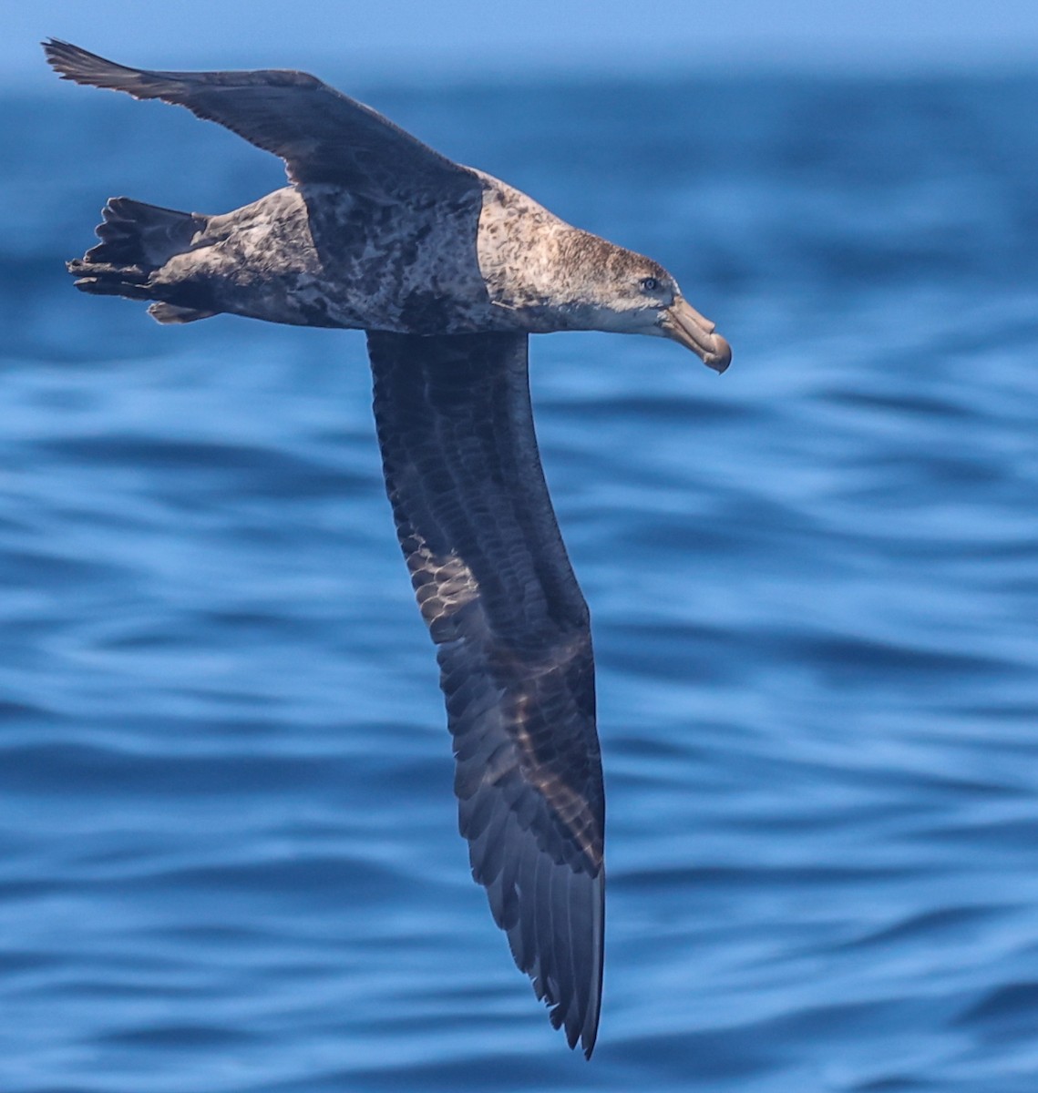 buřňák Hallův - ML647295135