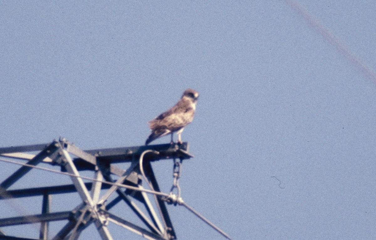 Short-toed Snake-Eagle - ML647295176