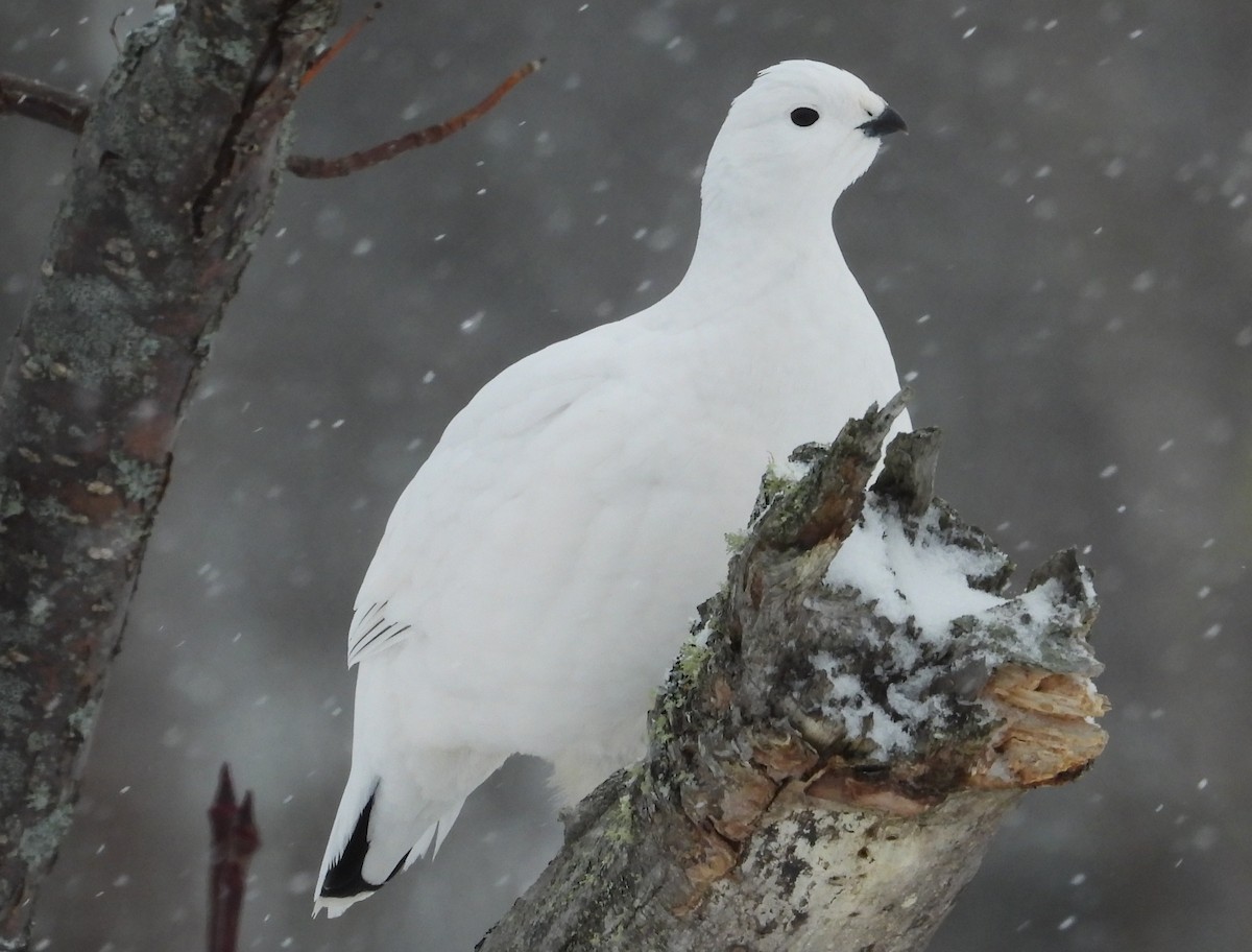 Moorschneehuhn - ML647295188