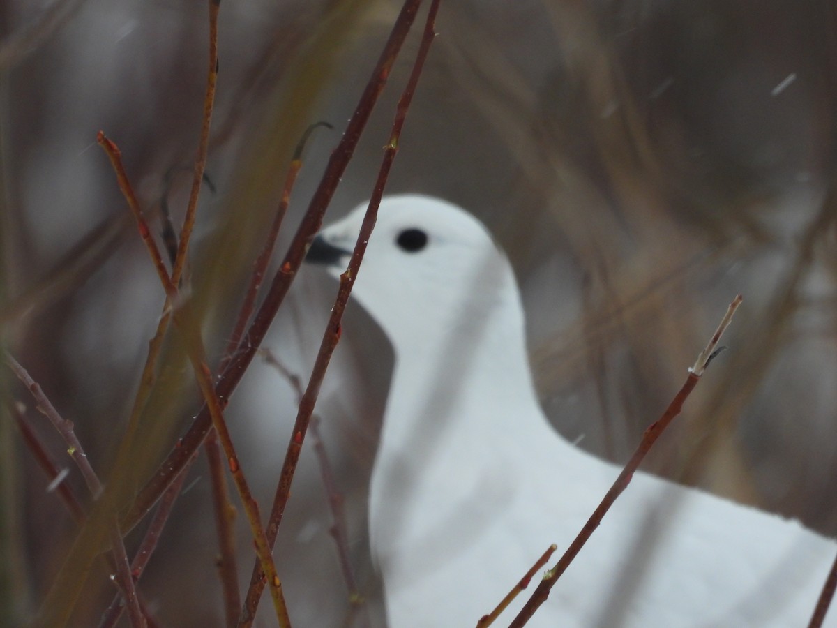 Moorschneehuhn - ML647295189