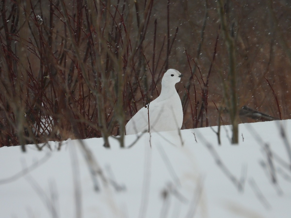 Moorschneehuhn - ML647295190