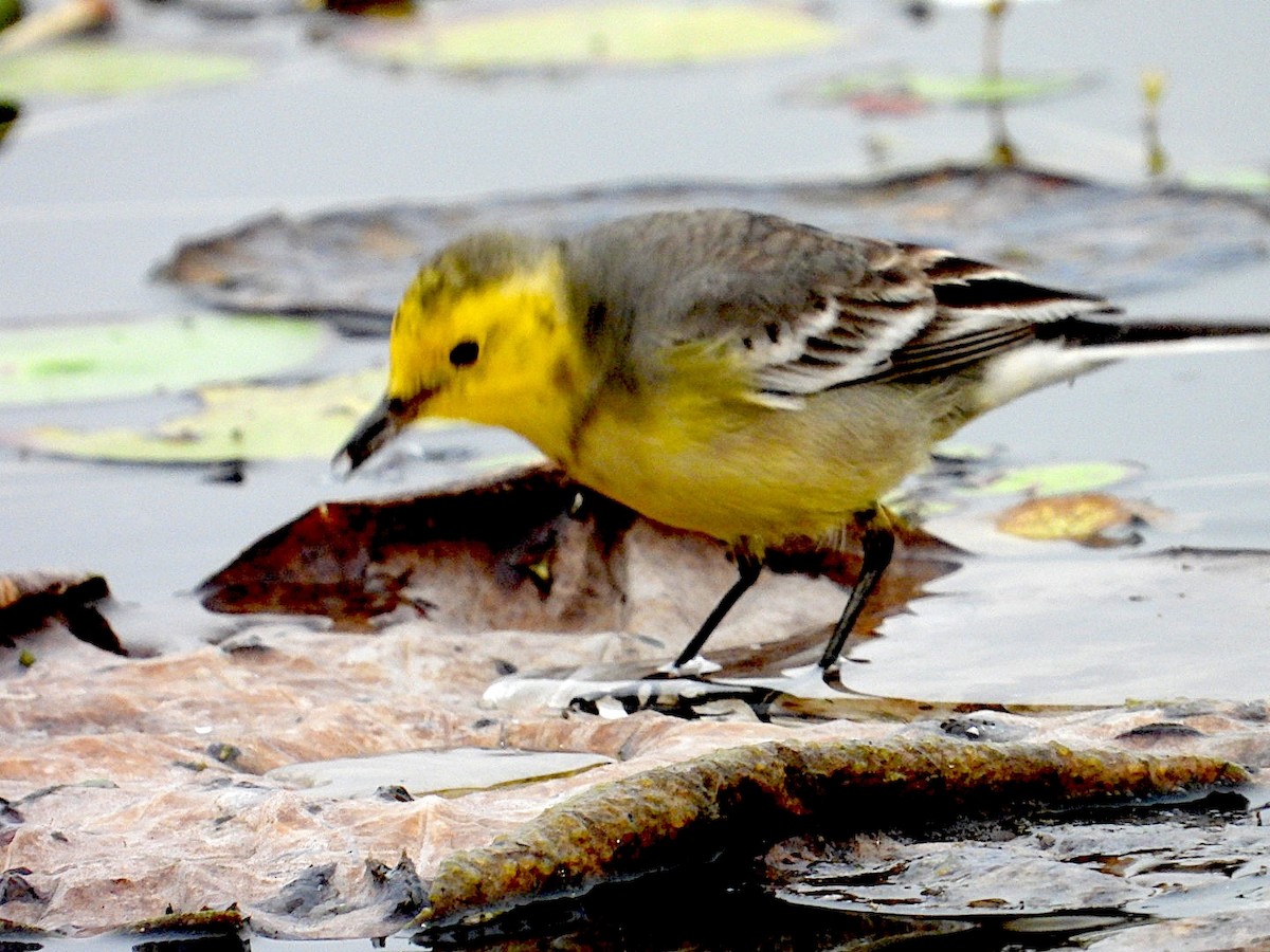 Citrine Wagtail - ML647295191