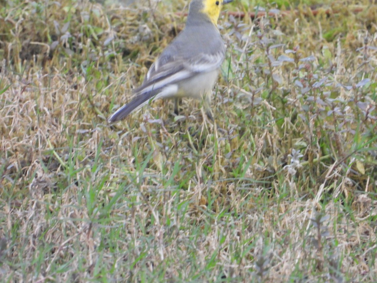 Citrine Wagtail - ML647295192