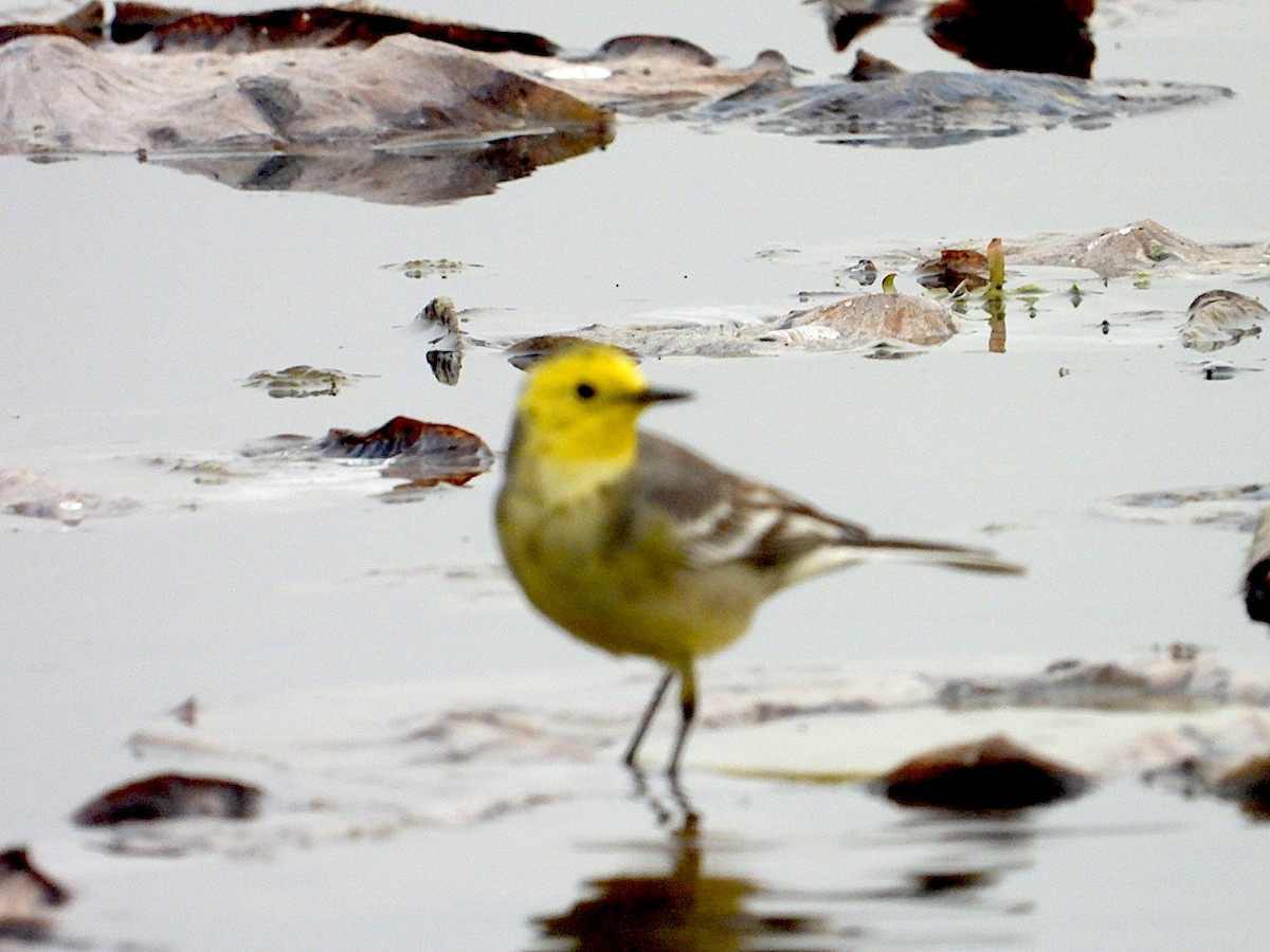 Citrine Wagtail - ML647295193