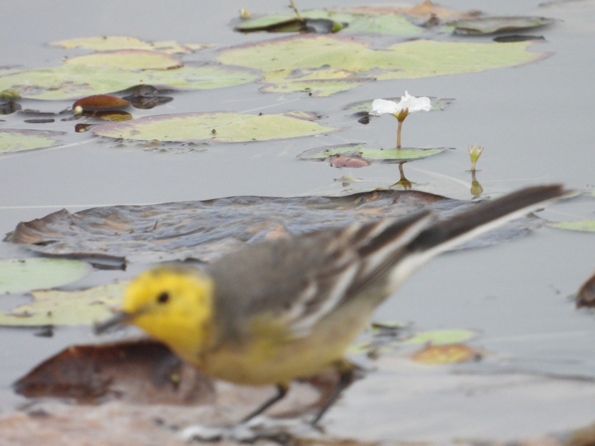 Citrine Wagtail - ML647295194