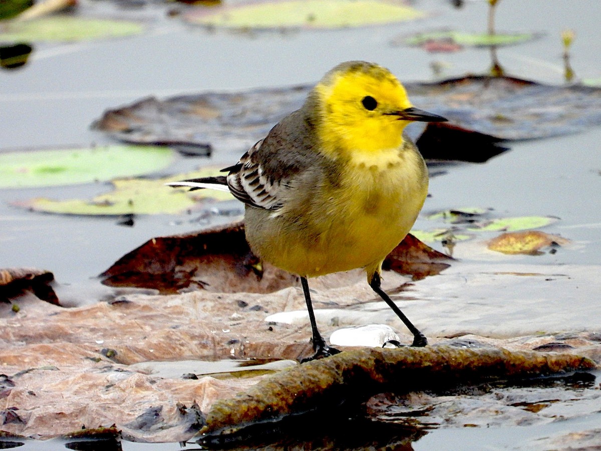 Citrine Wagtail - ML647295195