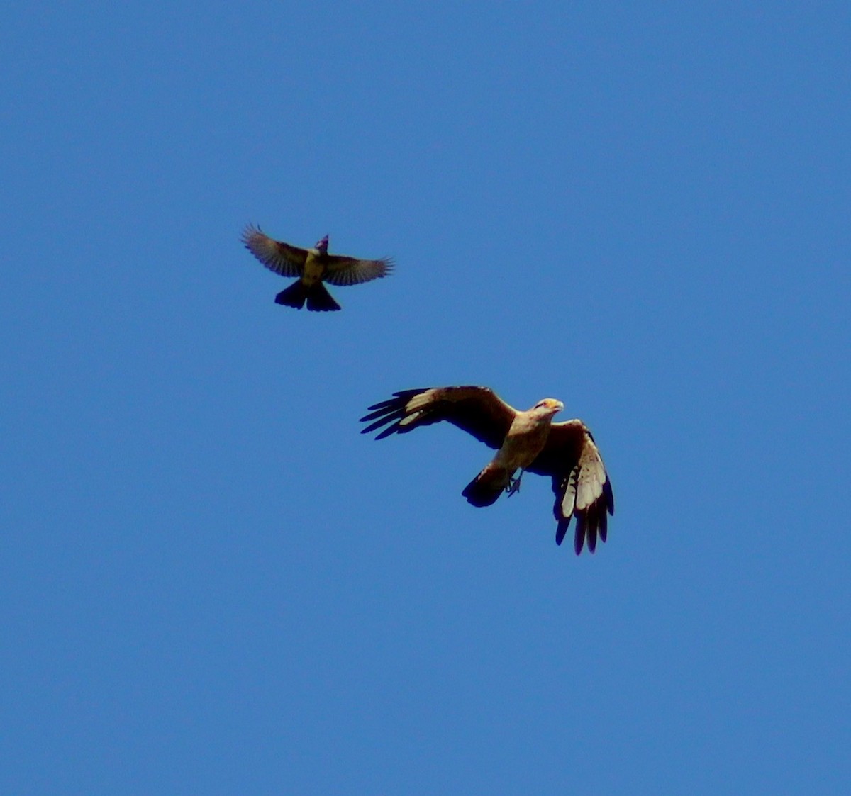 Yellow-headed Caracara - ML647295260
