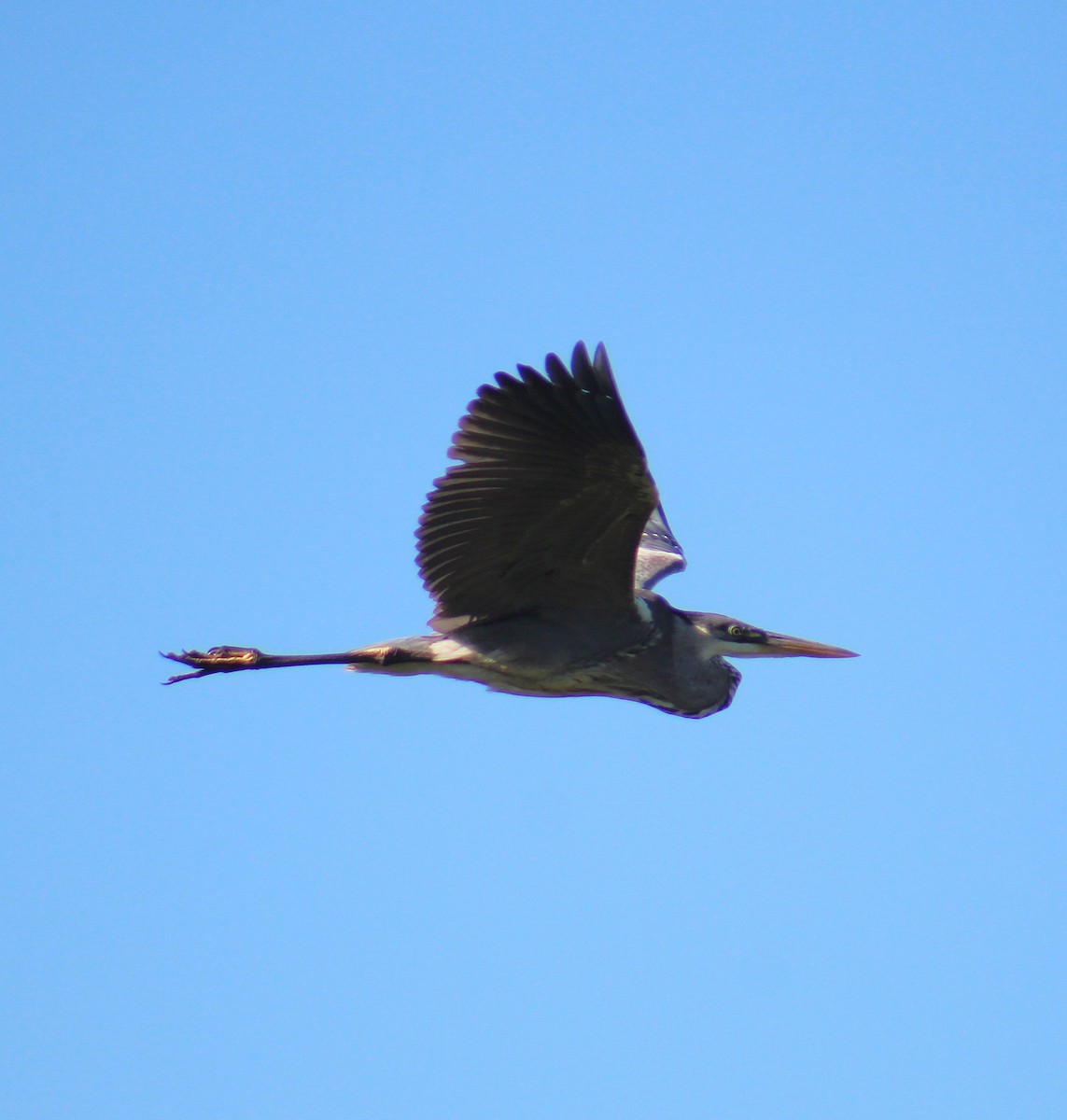 Cocoi Heron - ML647295261