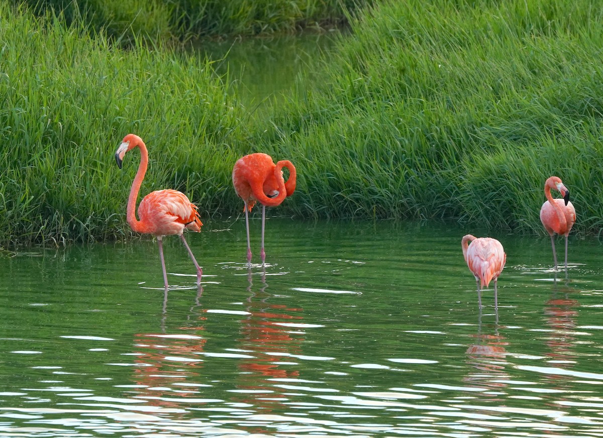 American Flamingo - ML647295263