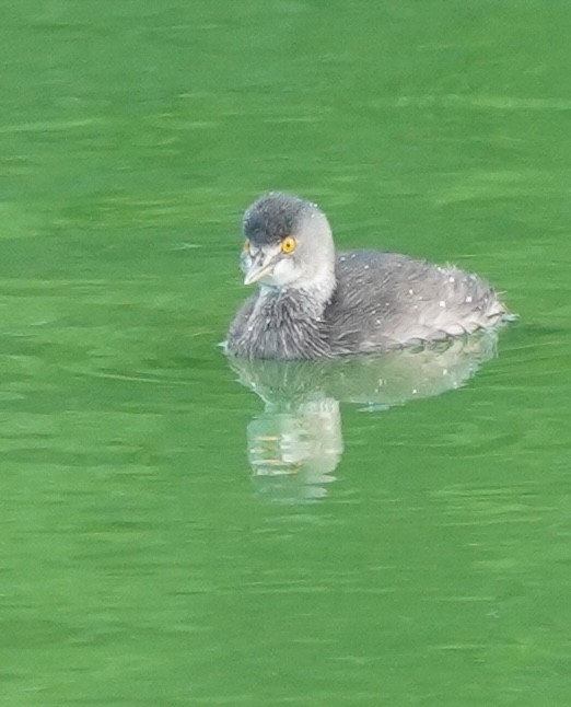 Least Grebe - ML647295286