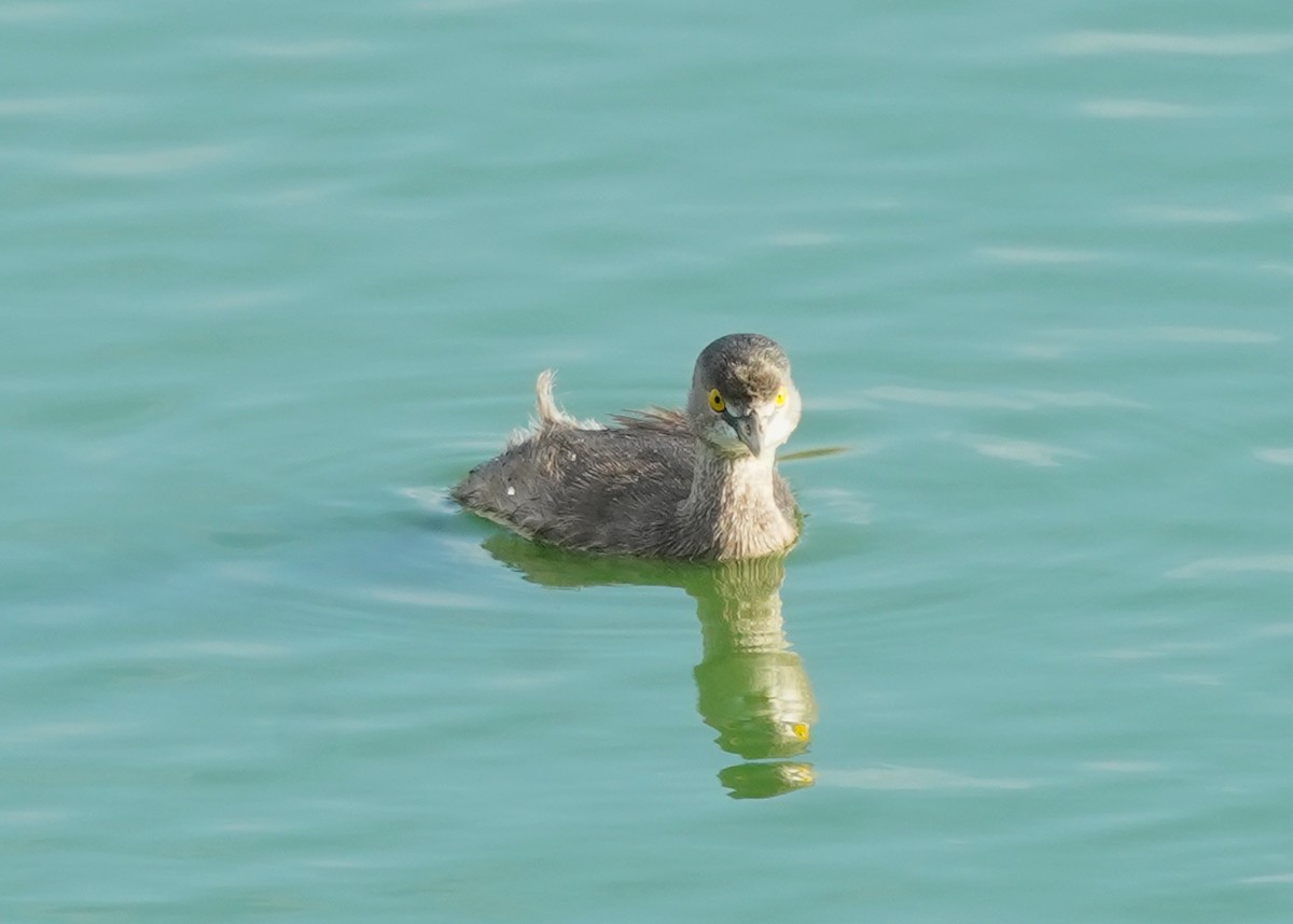 Least Grebe - ML647295287
