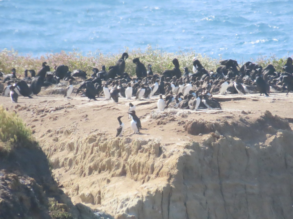 Brandt's Cormorant - ML647295293