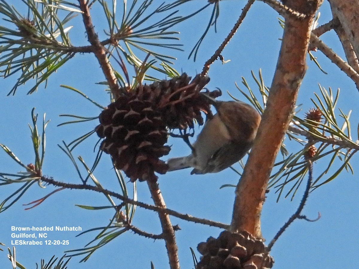 Brown-headed Nuthatch - ML647295311